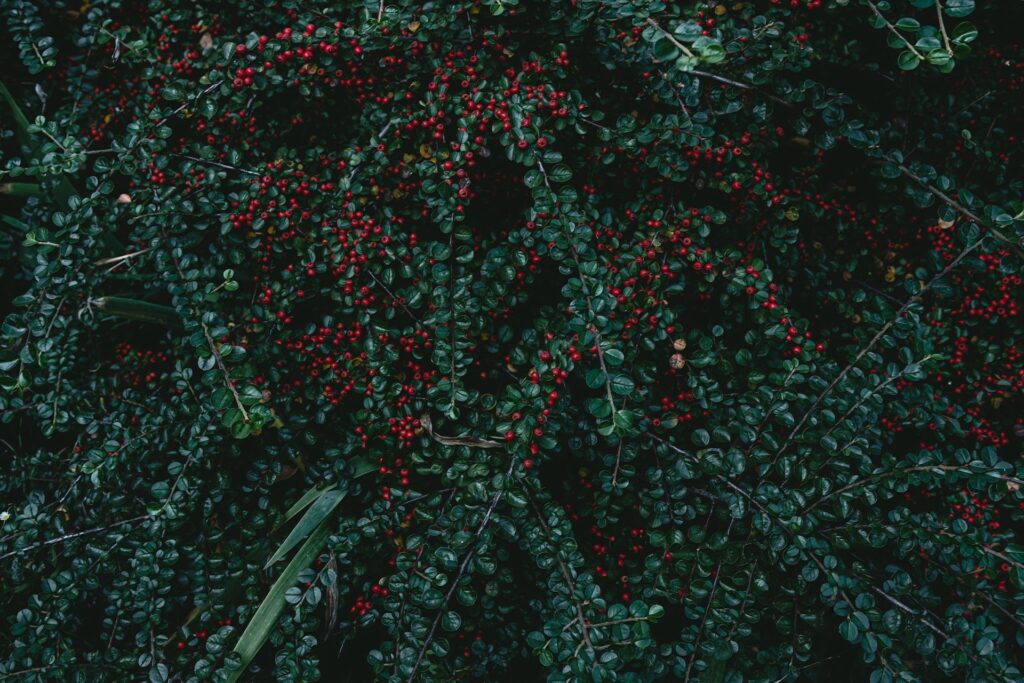 Zwergmispel mit zahlreichen roten Beeren