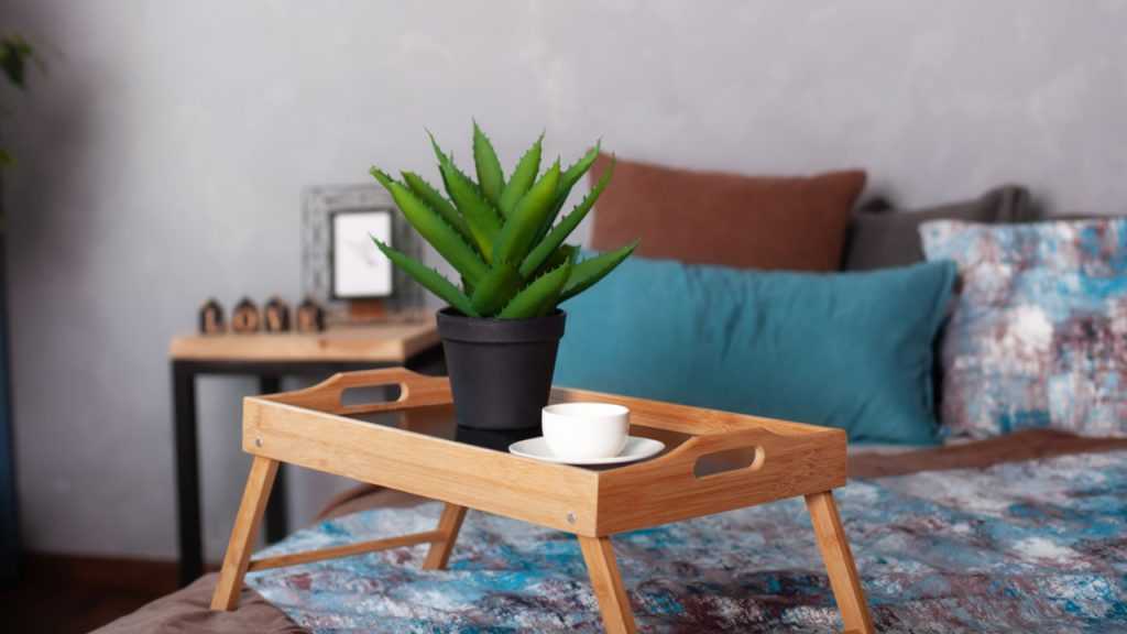Aloe im Topf.