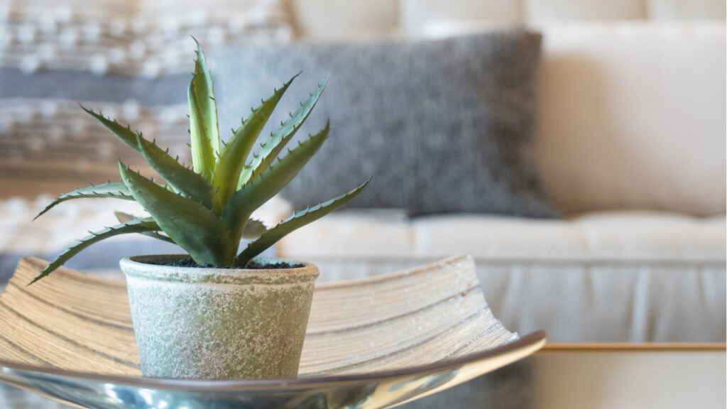 Aloe Vera im Topf.