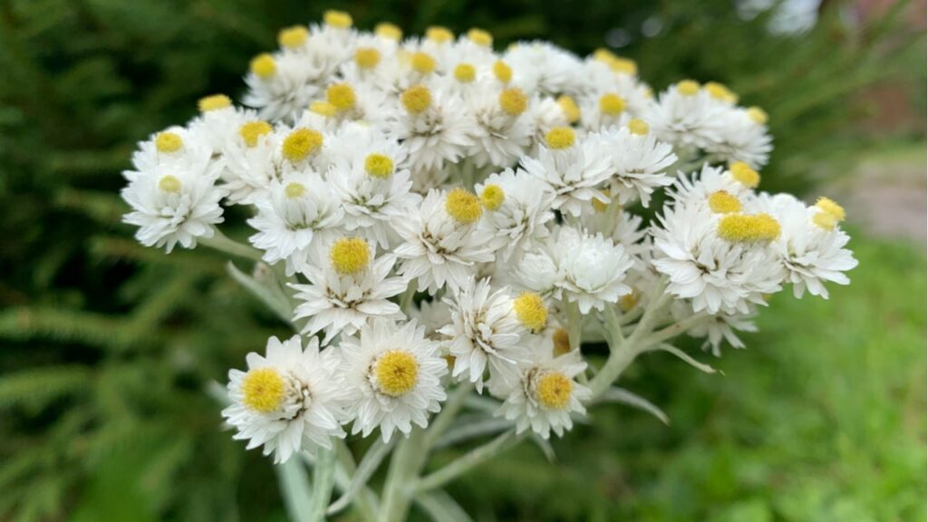Perlkörbchen (Anaphalis)