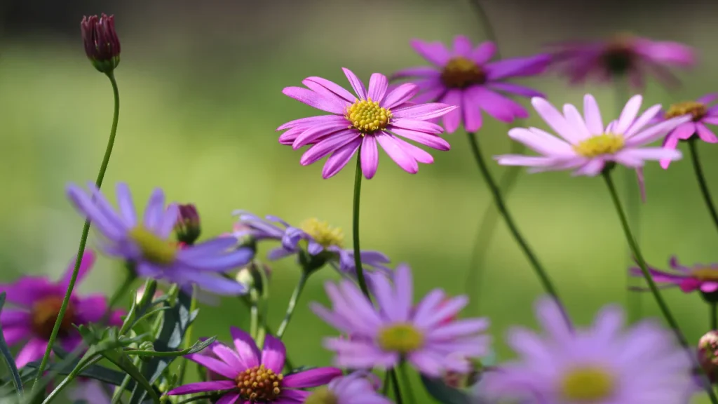 Violette Blüten des Australischen Gänseblümchens