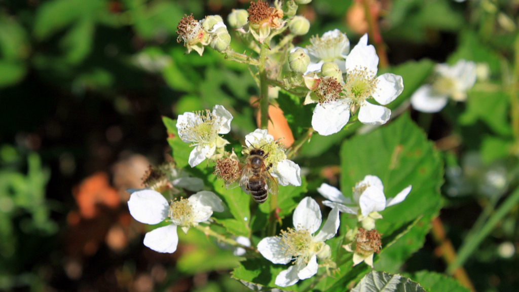 Brombeeren sind lecker, doch Vorsicht vor den Stacheln! 