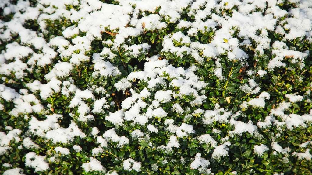 Schneebedeckte Buchsbaumhecke