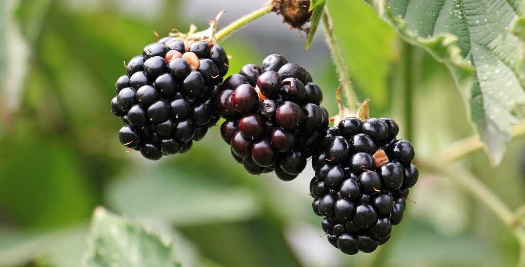 Brombeerstrauch mit blauschwarzen Beeren.