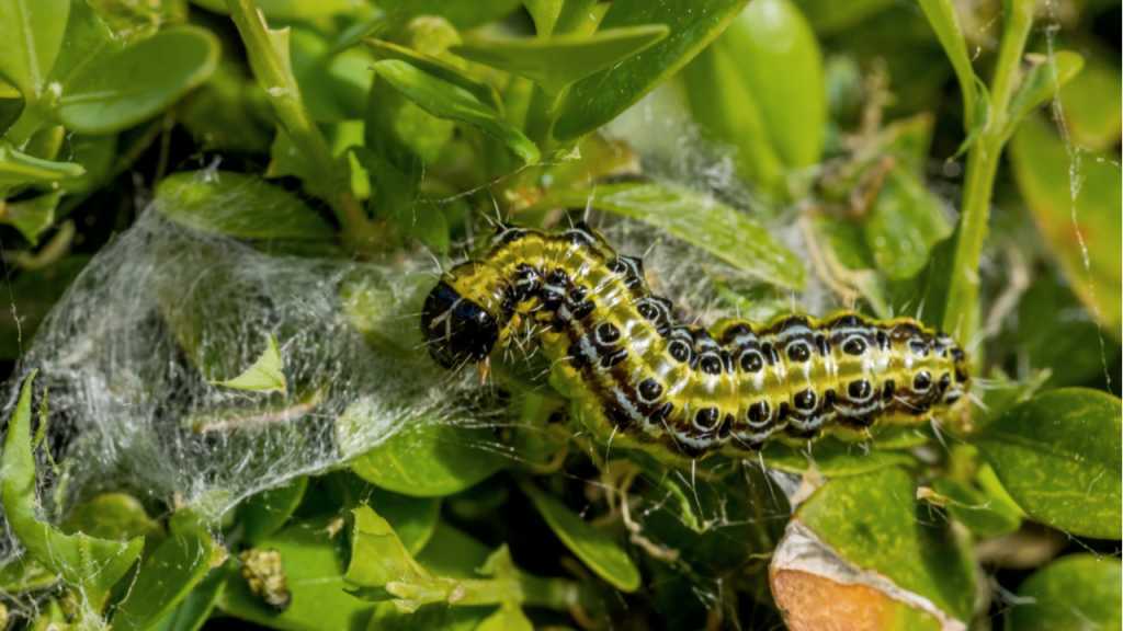 Frisst die Raupe des Zünslers erst einmal die Blätter an, muss dieser möglichst schnell bekämpft werden, damit der Baum nicht abstirbt. Hier hilft Algenkalk gegen Buchsbaumzünsler.