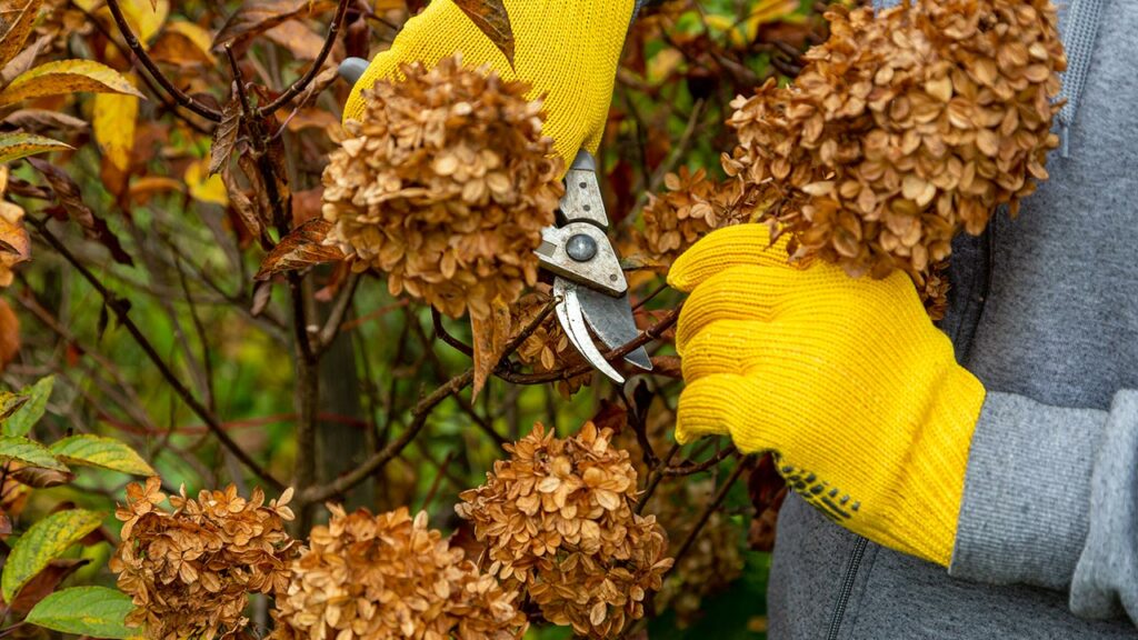 Vertrocknete Hortensienblüten werden mit einer Gartenschere geschnitten