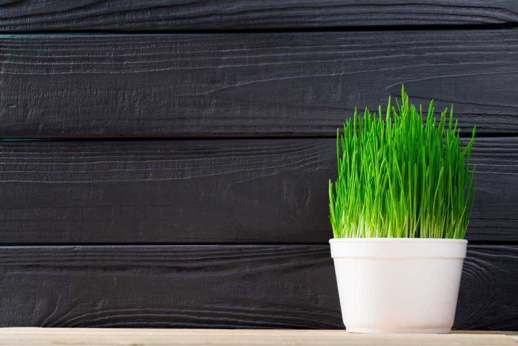 Katzengras, eingepflanzt in einen Topf