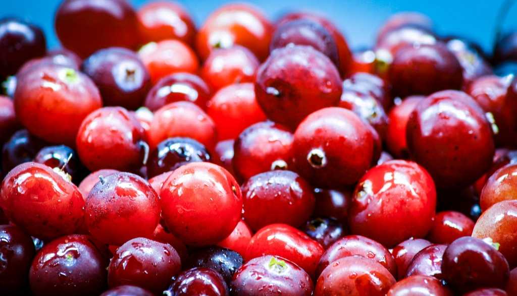 Cranberries sind immergrüne Zwergsträucher. 