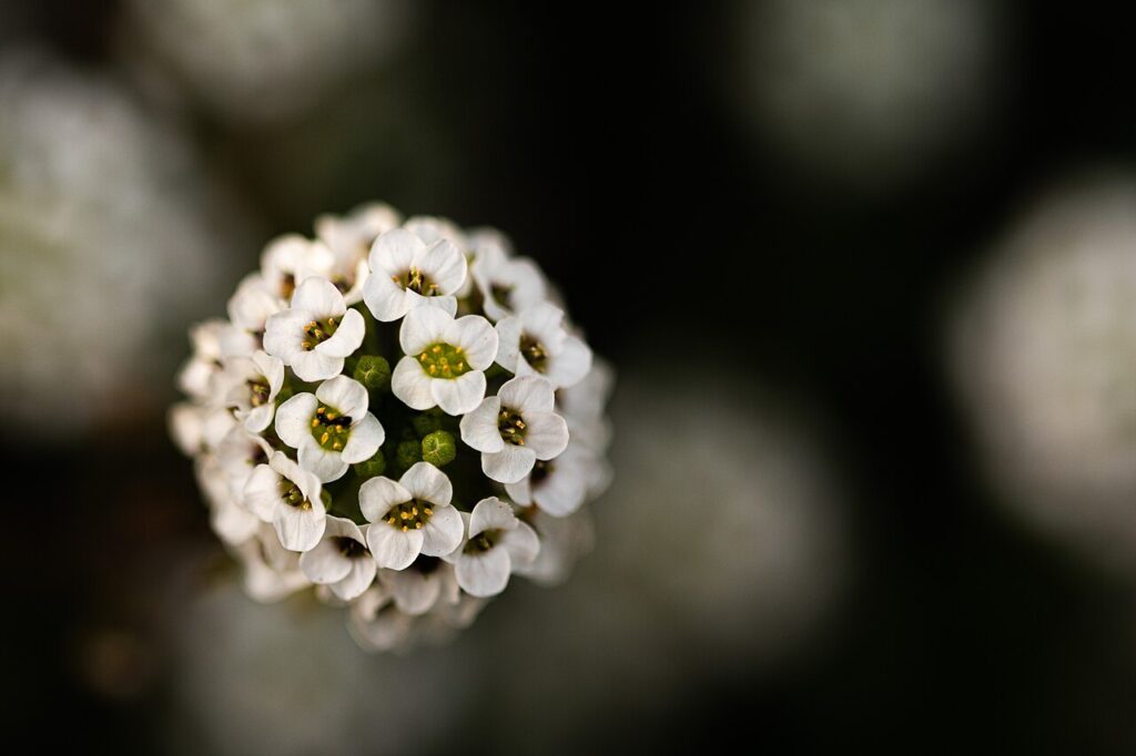 Weiße Blütendolde des Duftsteinrichs (Lobularia maritima)