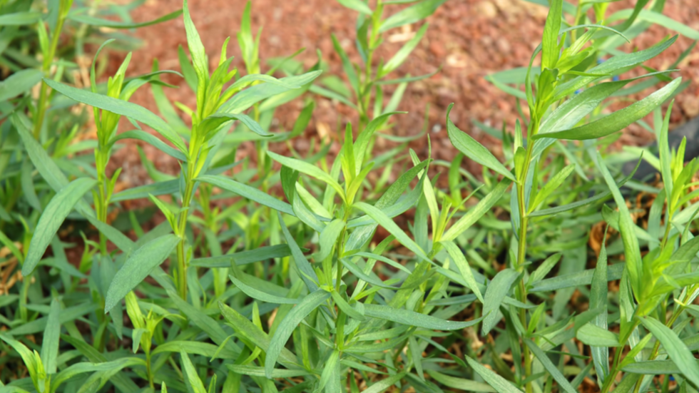 Estragon ist bekannt als Küchenkraut zu Salaten, Kräutersaucen und vielem mehr.