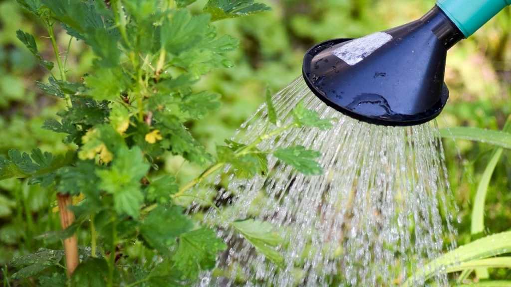 Gießbrause bewässert grüne Pflanzen im Garten