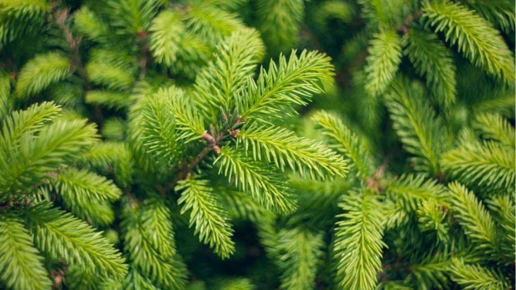 Gemeine Fichte (Picea abies)