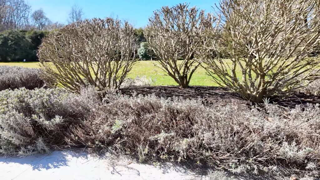Geschnittener Lavendel nach dem Lavendel Schneiden im Frühjahr
