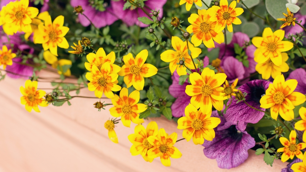 Goldmarie (Bidens ferulifolia) im Gelb