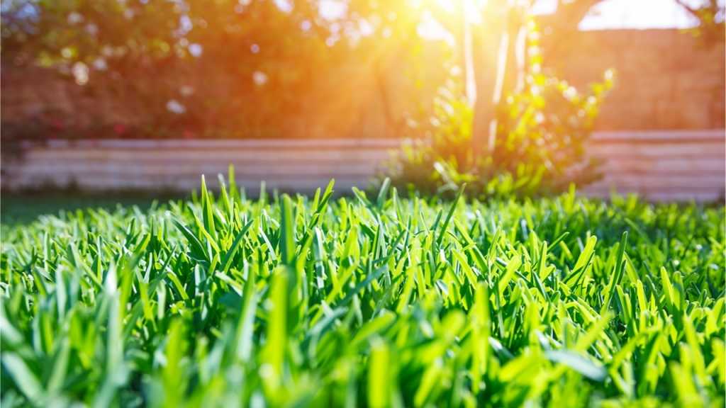 Das Kalken des Rasens sollte nach Bedarf ausgeführt werden.