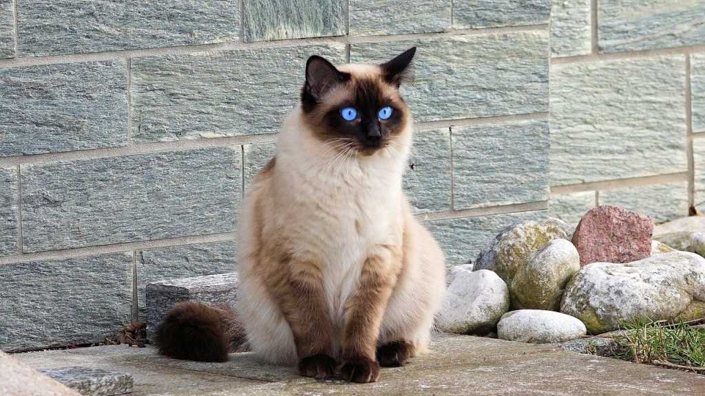 Trotz ihres langen Fells eignet sich die Langhaar Siamkatze auch als Haustier für Allergiker.