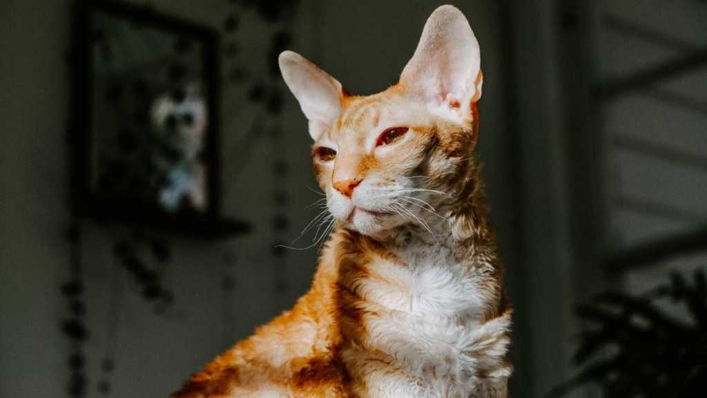 Die Cornish Rex ist durch ihr besonderes Fell auch für Allergiker geeignet. 