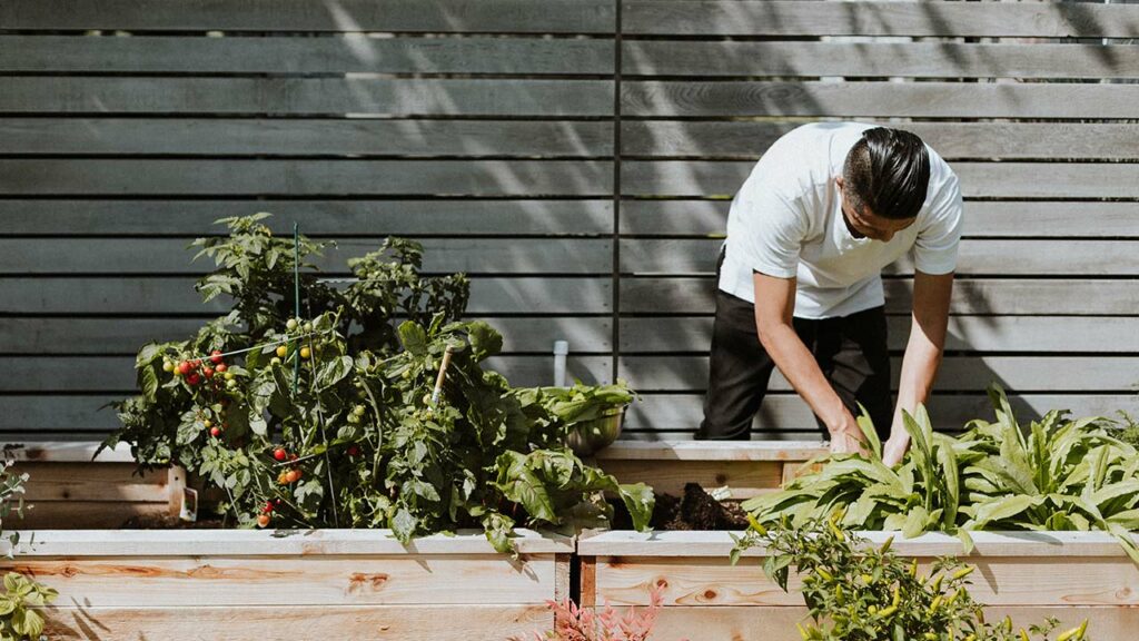 Mann pflegt Tomaten und Gemüse in einem Hochbeet