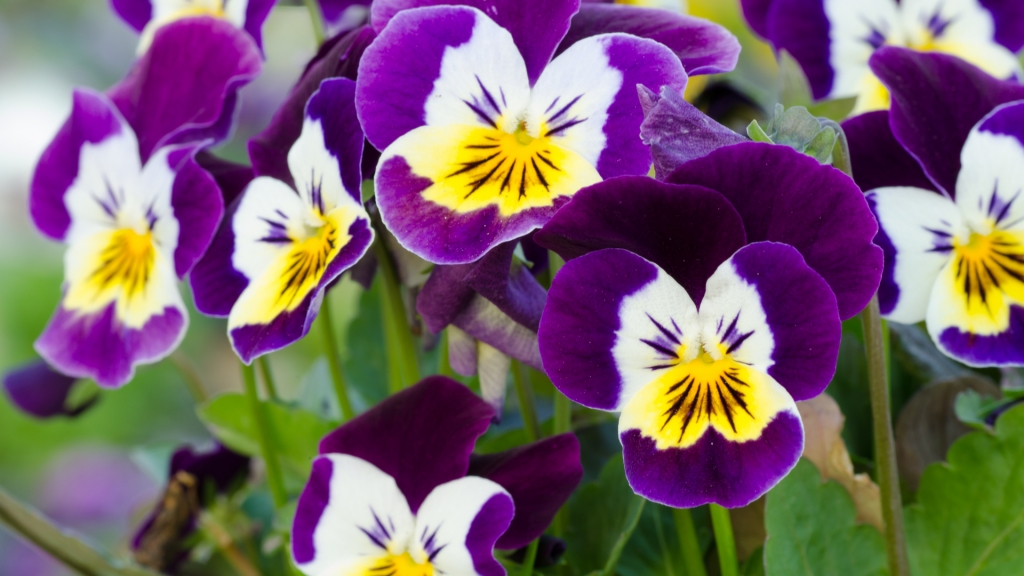 Das Hornveilchen (Viola cornuta) ist eine wunderschöne Pflanze für Balkonkästen oder die Terrasse.