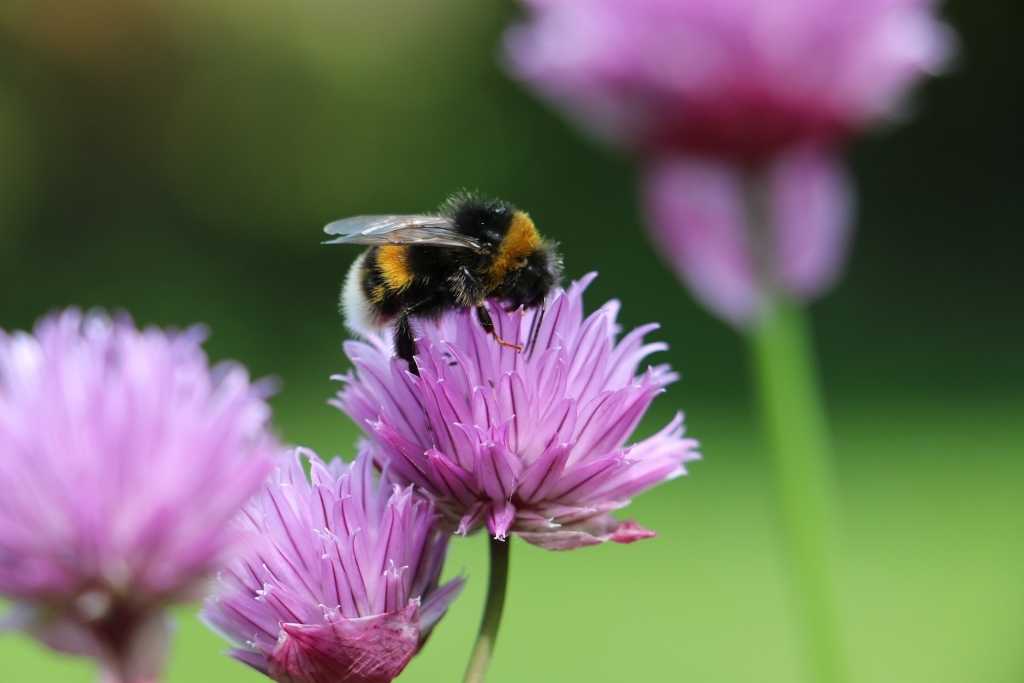 Hummel auf einer violetten Blüte