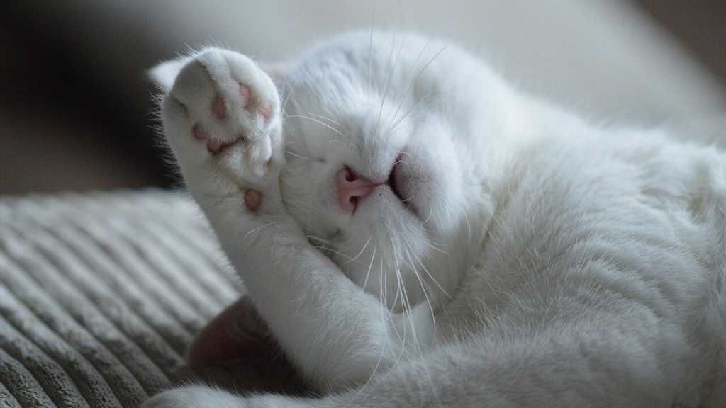 Weiße Katze leckt ihre Vorderpfote