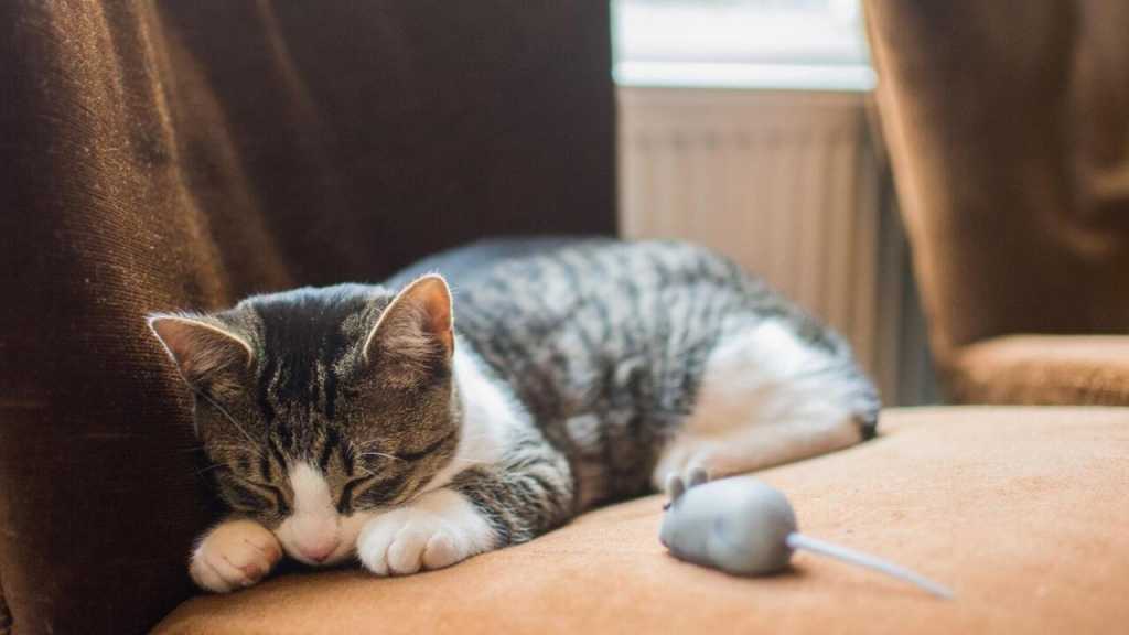 Bringen Katzen ihre Beute wieder zu dir Nachhause, ist das als ein Geschenk an dich zu verstehen.
