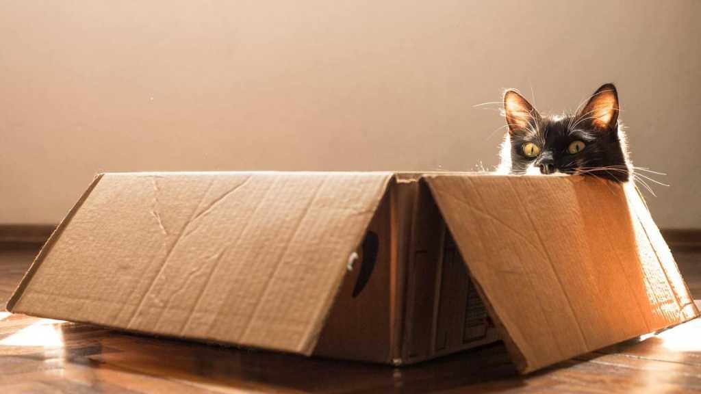 Schwarz-weiße Katze blickt hinter einem Karton hervor