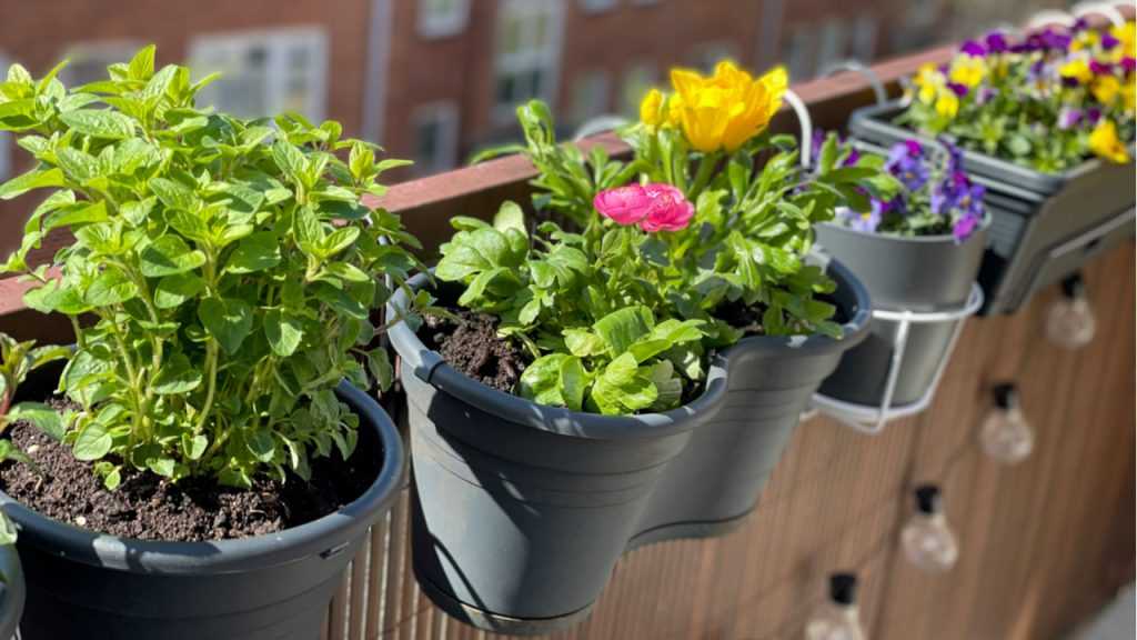 Blumen hängen auf dem Balkon