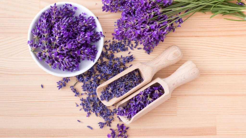 Lavendel