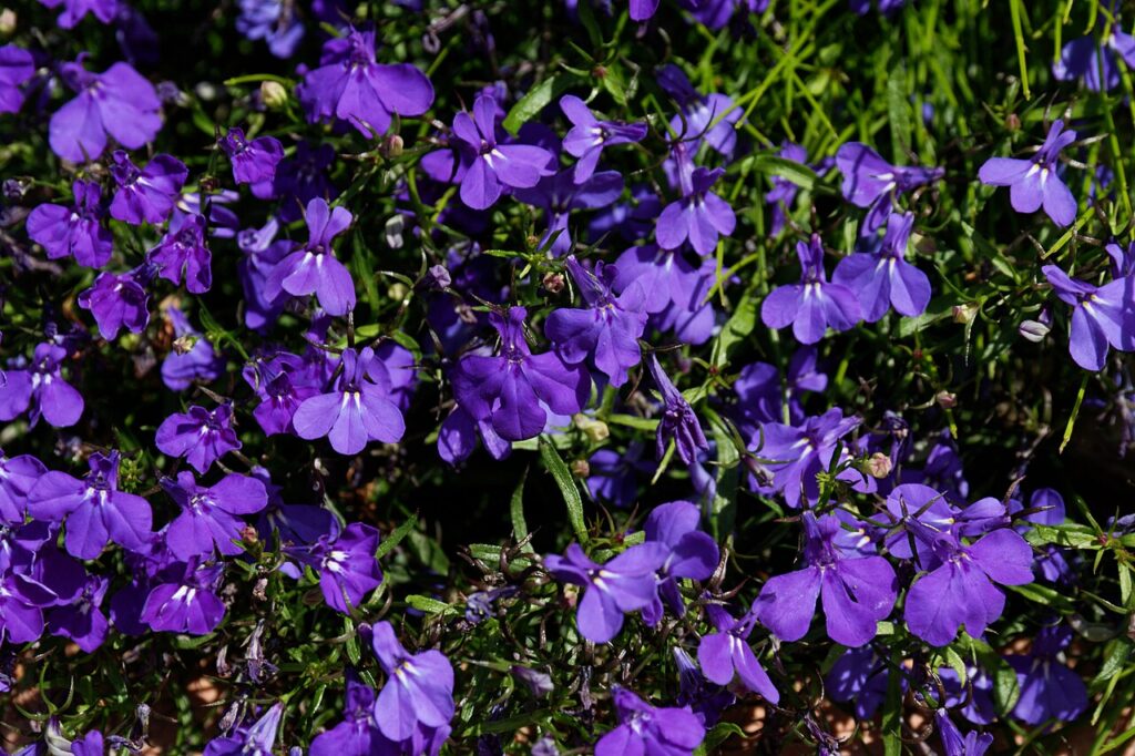 Dicht blühende violettblaue Lobelie (Lobelia erinus)