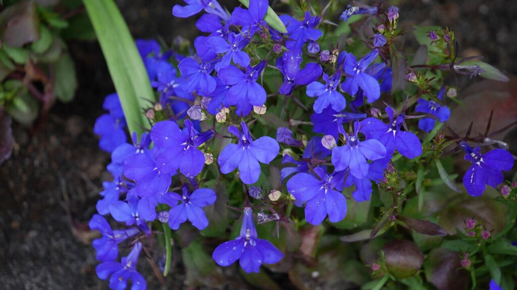 Blau blühendes Männertreu (Lobelia erinus)