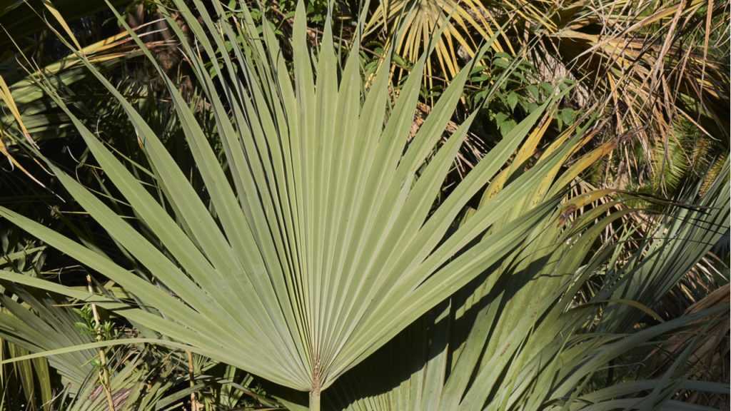 Mazari-Palme im Freien.
