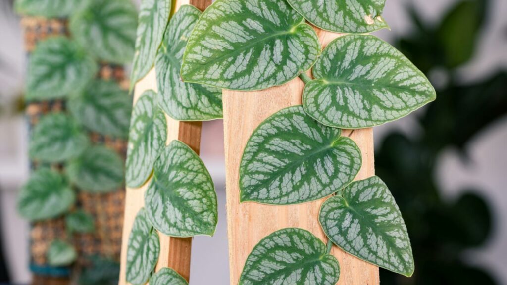 Klein, aber fein: die Monstera dubia besticht durch ihre zweifarbigen Blätter.