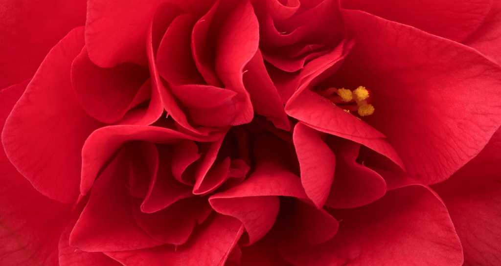 Rote Kamelienblüte in Nahaufnahme
