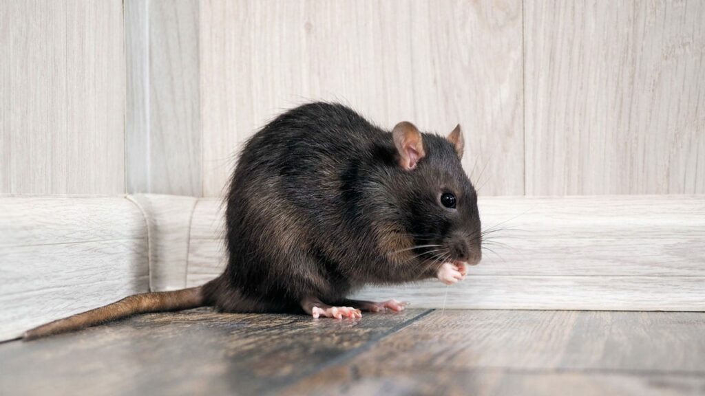 Ratte