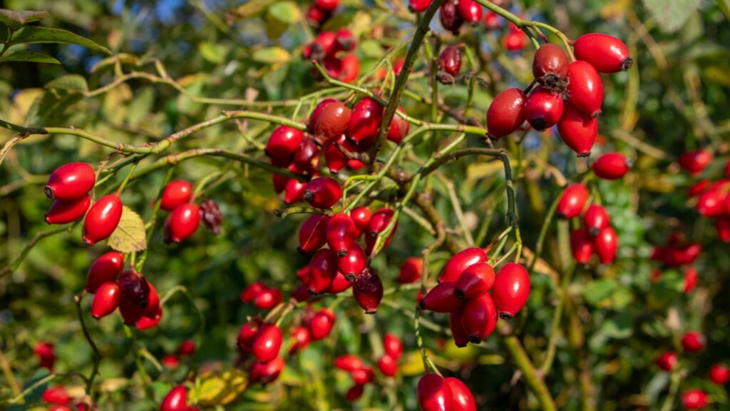 Hundsrose (Rosa canina)