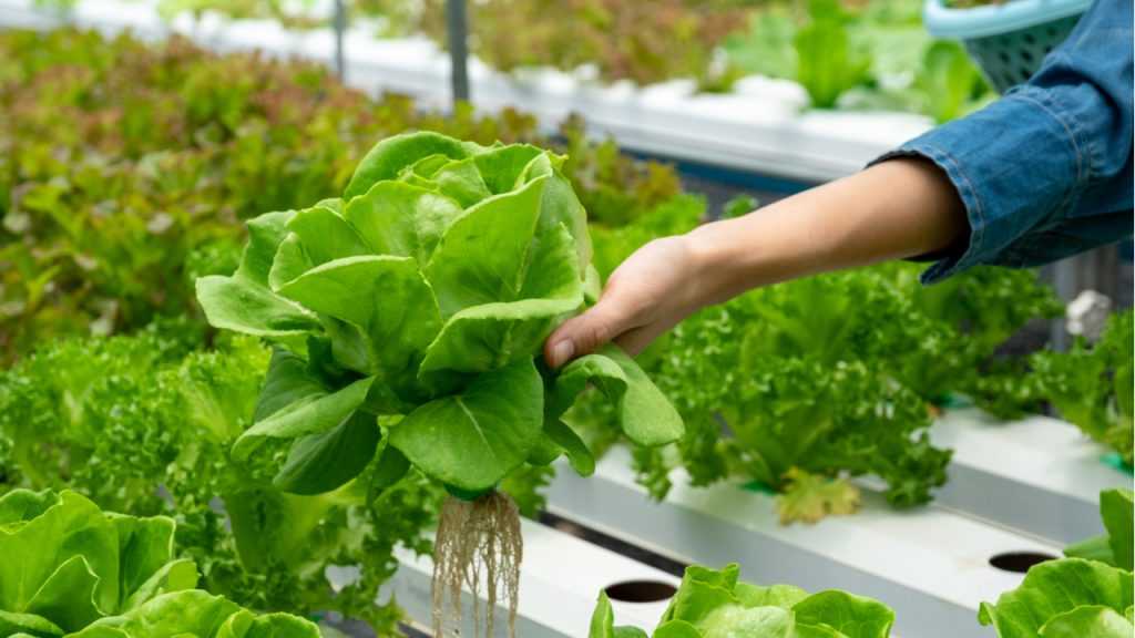 Salate in hydroponische Systeme.