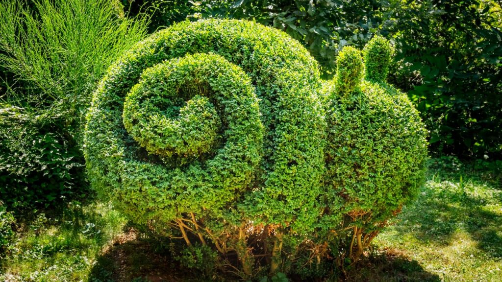 Buchsbaum mit schnecken form
