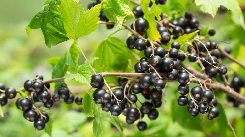 Wilde Schwarze Johannisbeere (Ribes nigrum)