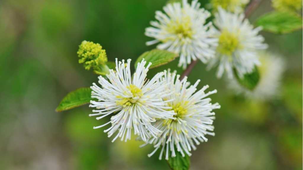 Federbuchstrauch mit grünen Blättern und weißen Blüten