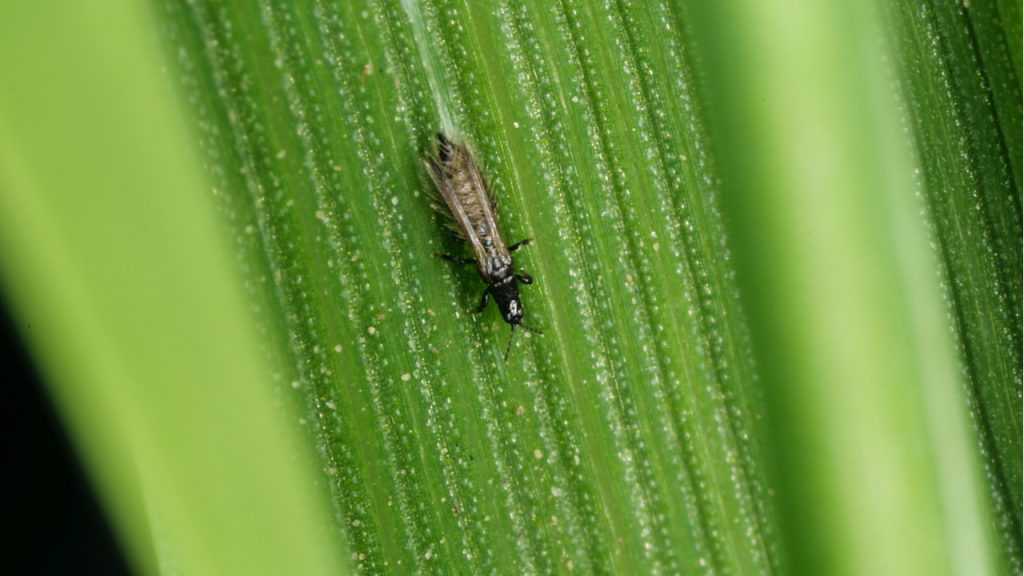 Thrips auf Pflanzenblatt.