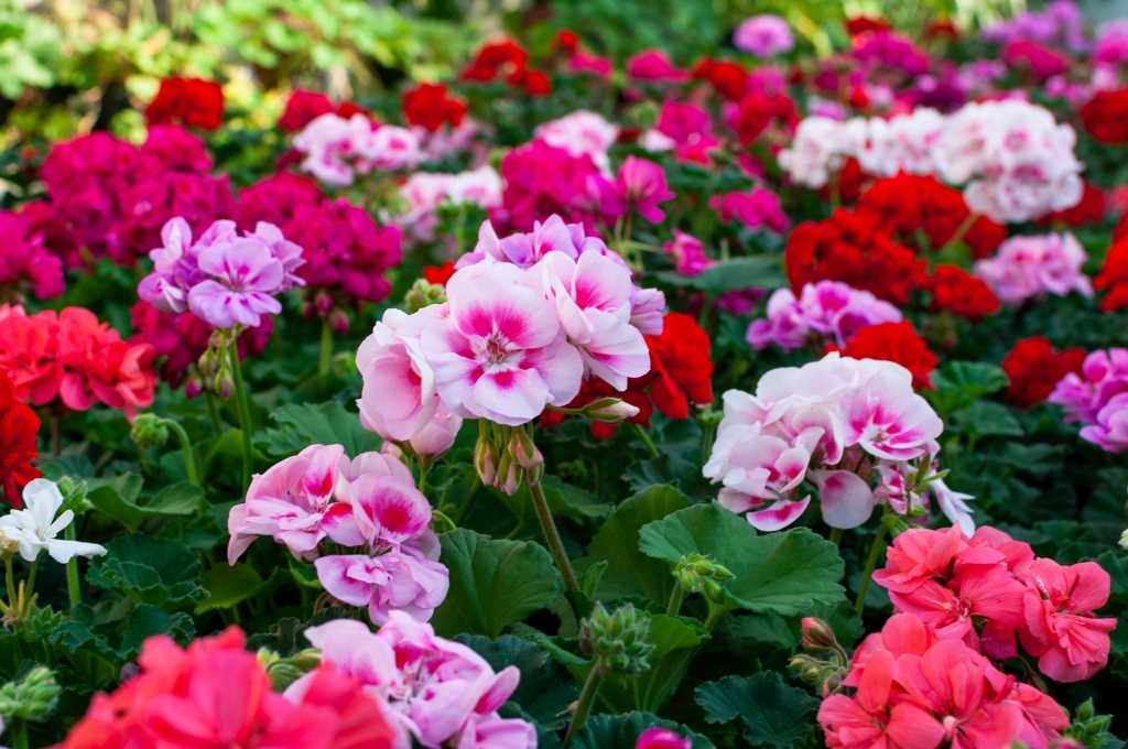 Rosa, rote und weiße Blüten in einem Beet