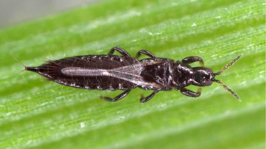 Thrips auf einem Blatt.