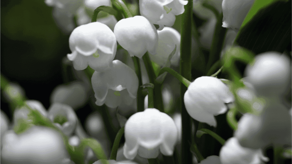 Das Maiglöckchen oder auch Marienglöckchen, Maieriesli oder lateinisch Convallaria majalis genannt gehört zur Familie der Spargelgewächse.