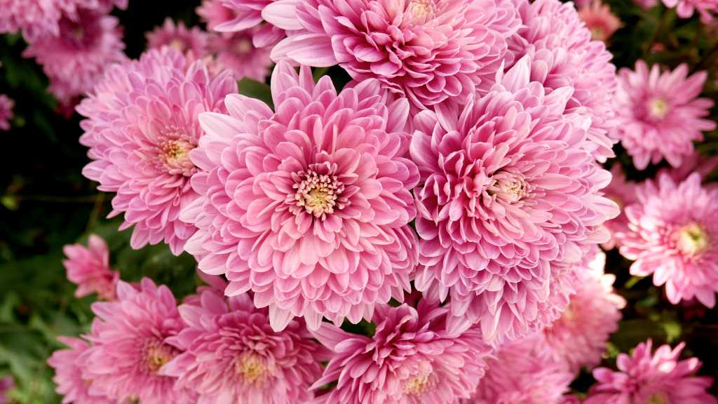 Chrysanthemen im Rosa