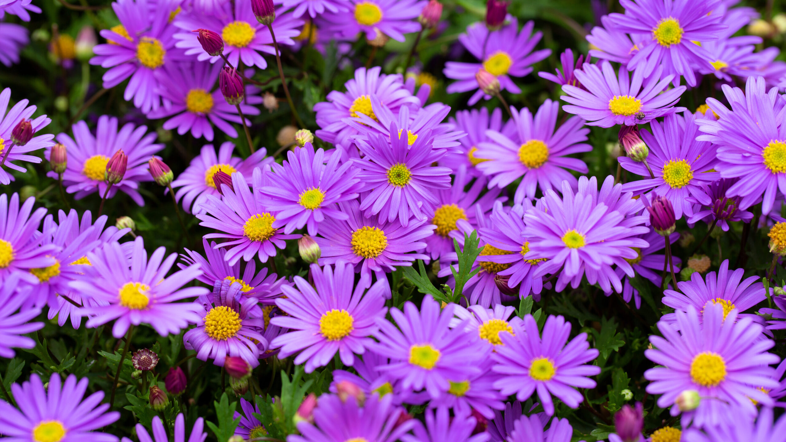 Violette Brachyscome-Blüten mit gelber Mitte