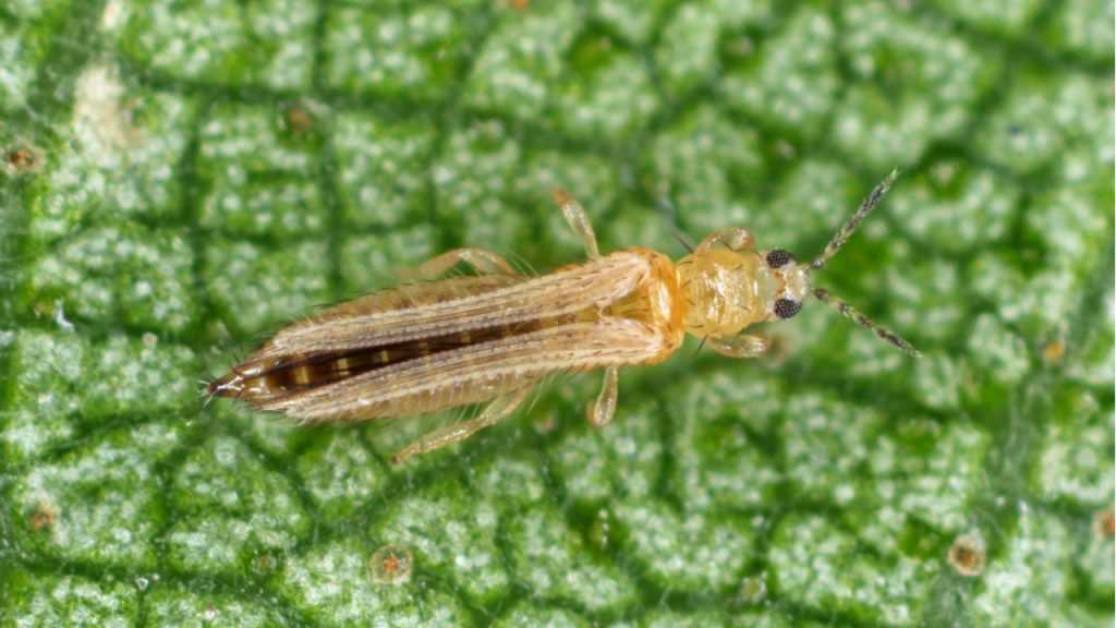 Thrips auf Blatt.