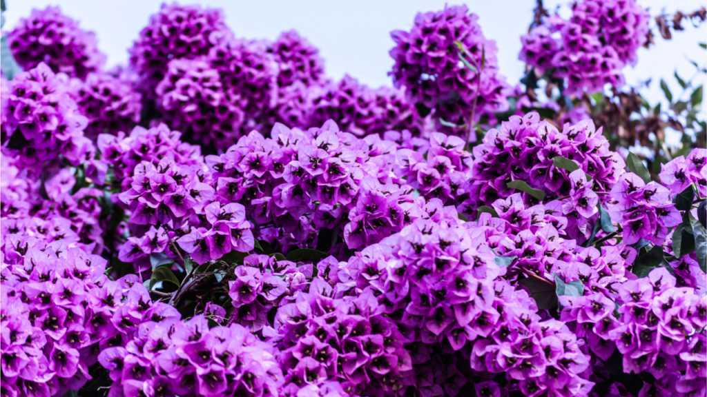 Die Vanilleblume erstrahlt in ihren blauen bis violett-blauen oder weißen Blüten.