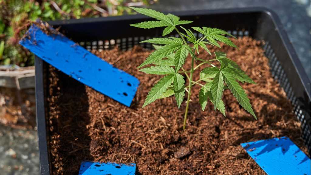 Eine von Thripsen befallene Cannabispflanze.