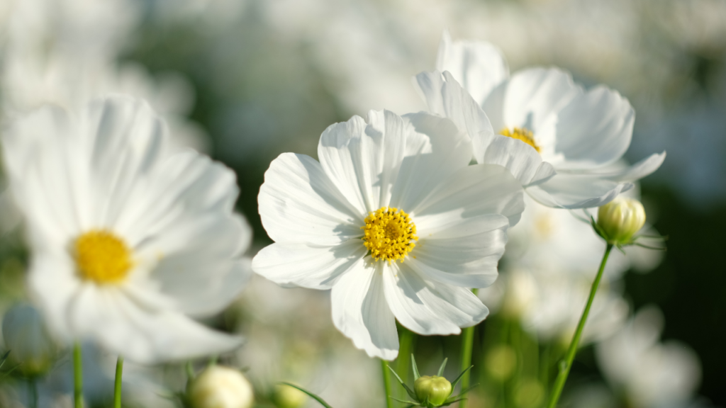 Cosmeen begeistern als unkomplizierte Sommerblüher 
